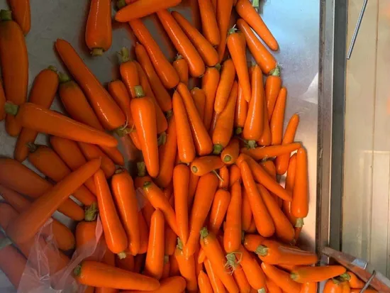 最高品質の IQF ニンジン ストリップと冷凍野菜