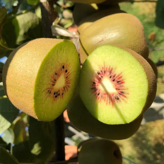 フレッシュキウイフルーツ オーガニックグリーンキウイ IQF冷凍スライスフルーツ ゴールデンフレッシュキウイフルーツ